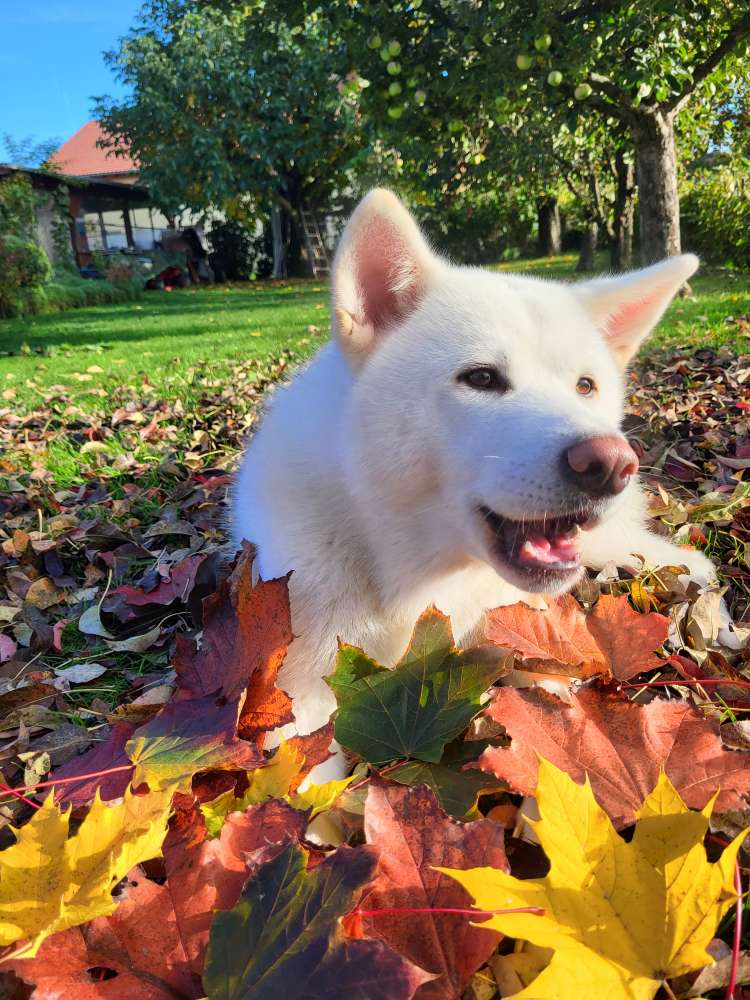 Hundetreffen-Akina lädt ein-Profilbild