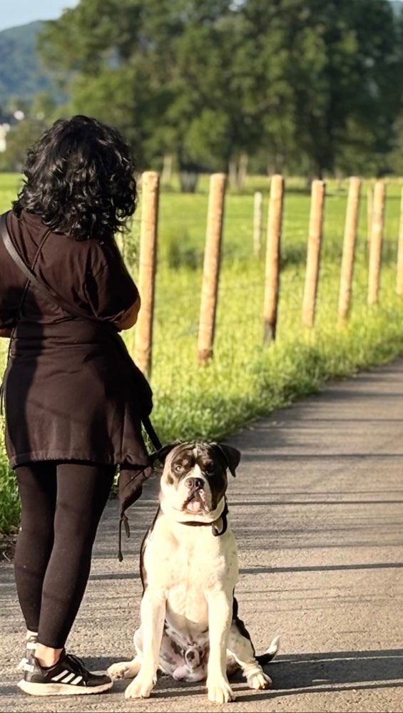 Hundetreffen-Spielkameraden gesucht/ Gassirunden-Profilbild