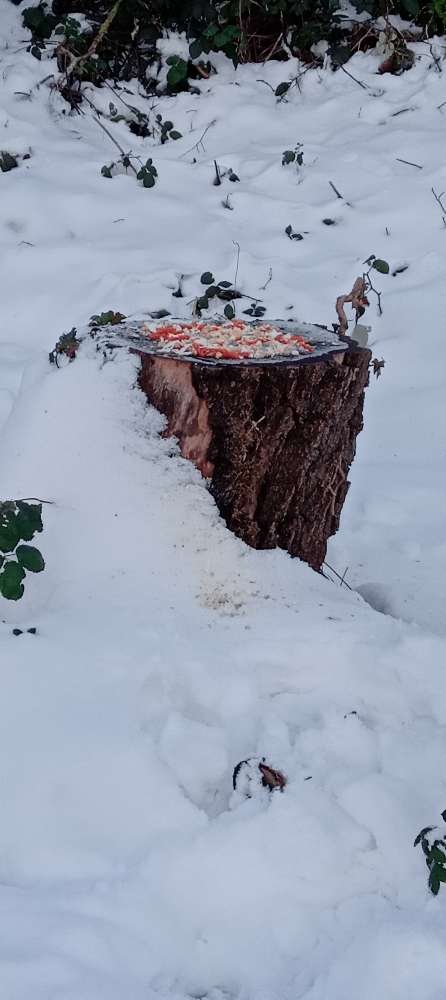 Giftköder-Vielleicht Giftköder-Profilbild