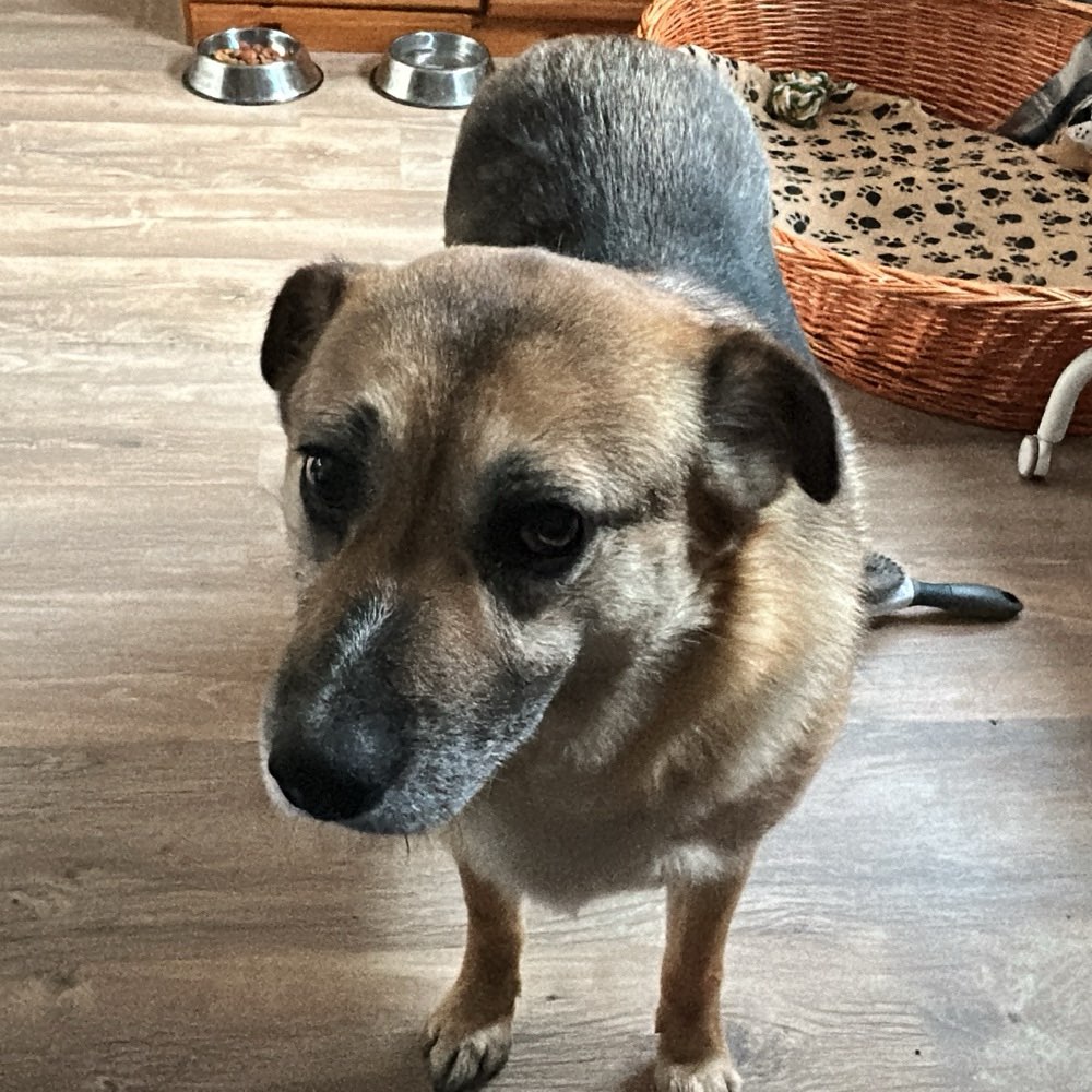Hundetreffen-Gemeinsame Spaziergänge-Profilbild