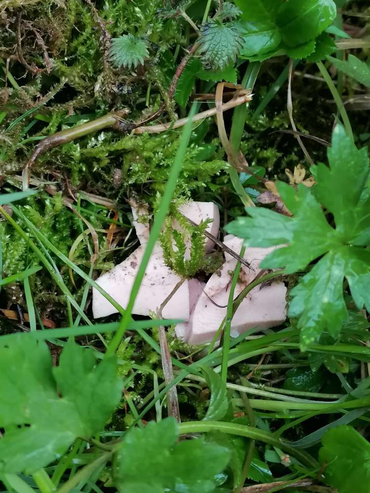 Giftköder-Möglicher Giftköder-Profilbild