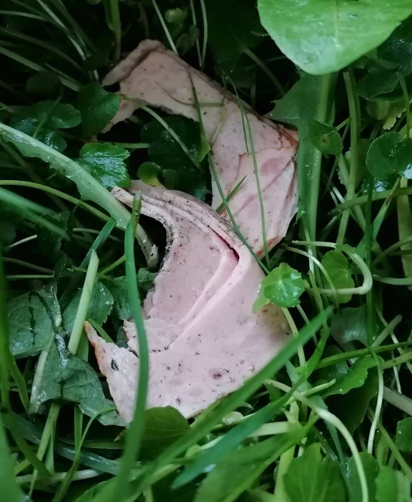 Giftköder-Möglicher Giftköder-Profilbild