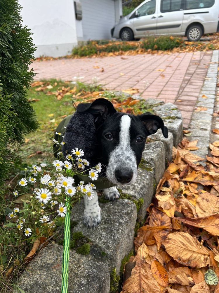 Hundetreffen-Mopsi braucht einen freund-Profilbild