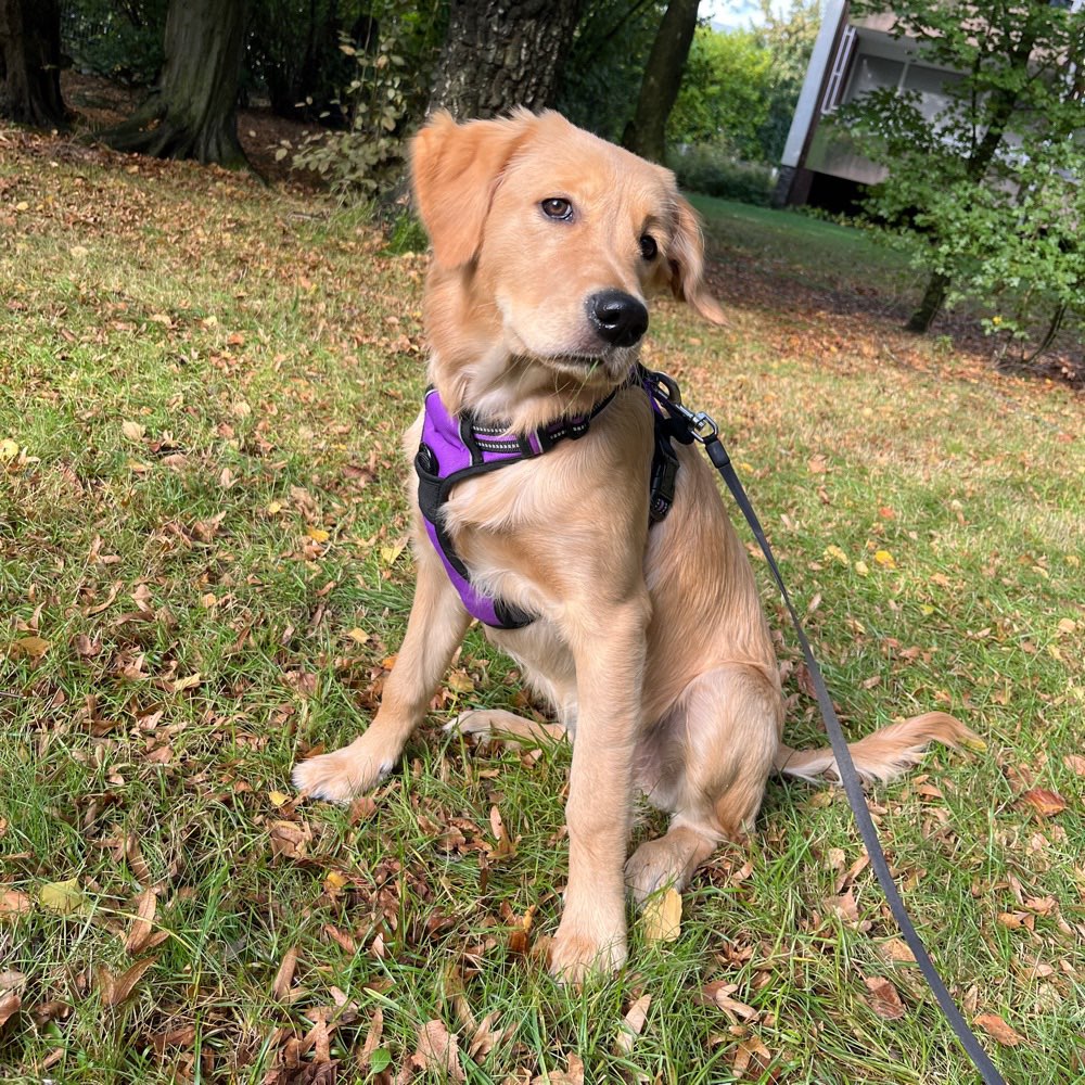 Hundetreffen-Spielen/kleine Gassirunde-Profilbild