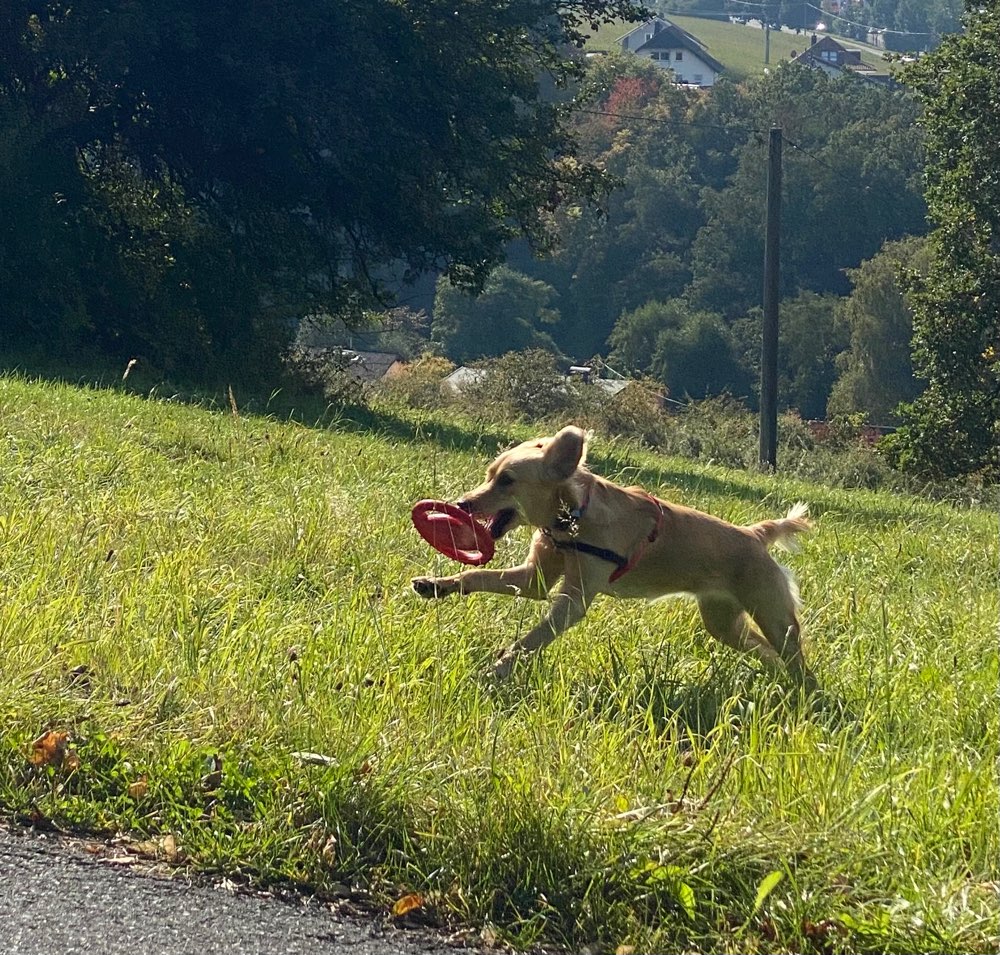 Hundetreffen-Spielfreudige Wuffis Nähe Montabaur gesucht-Profilbild