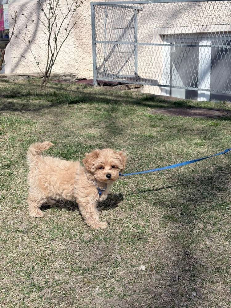 Hundetreffen-Welpen treffen-Profilbild