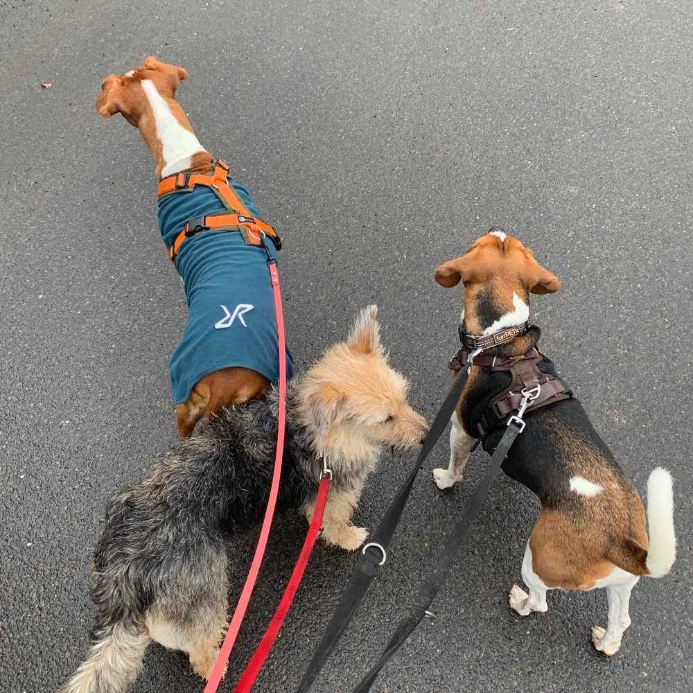 Hundetreffen-Social Walk ohne Kontakt-Profilbild