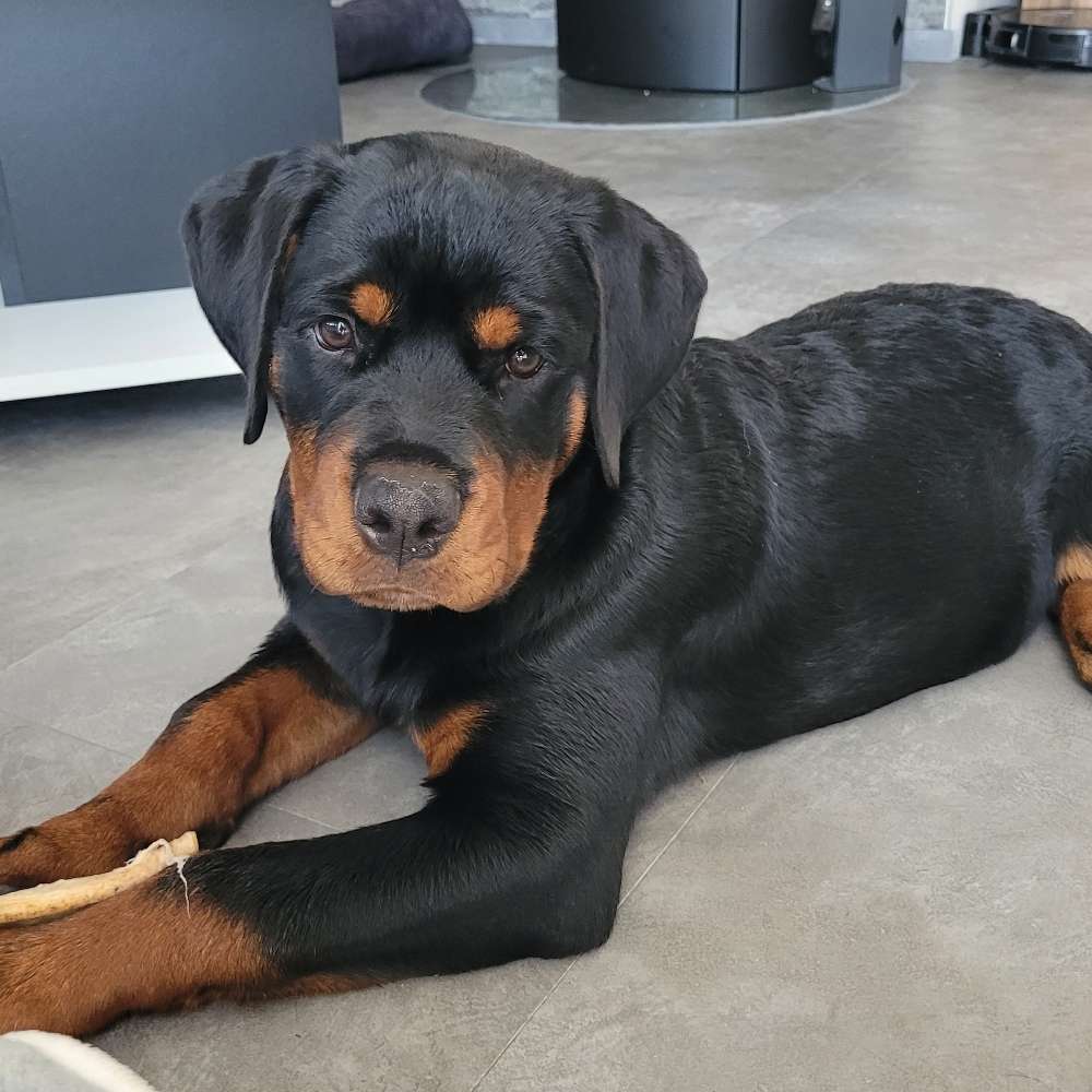 Hundetreffen-Welpentreffen in Leutenbach-Profilbild