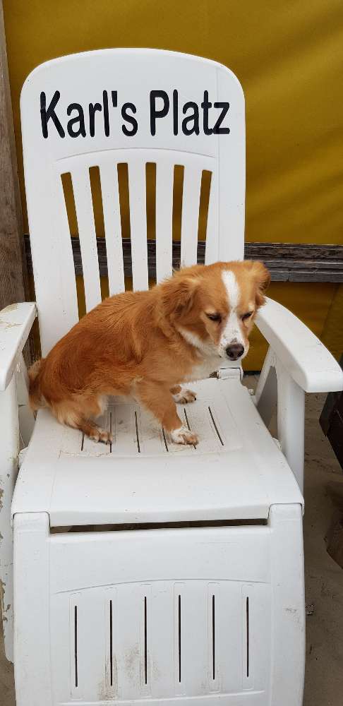 Hundetreffen-Neue Hunde finden-Profilbild