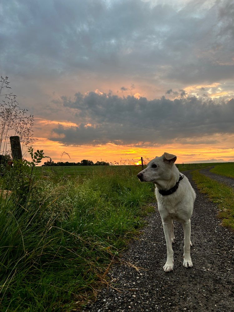 Hundetreffen-Gassitreff und Hundebegegnungen-Profilbild