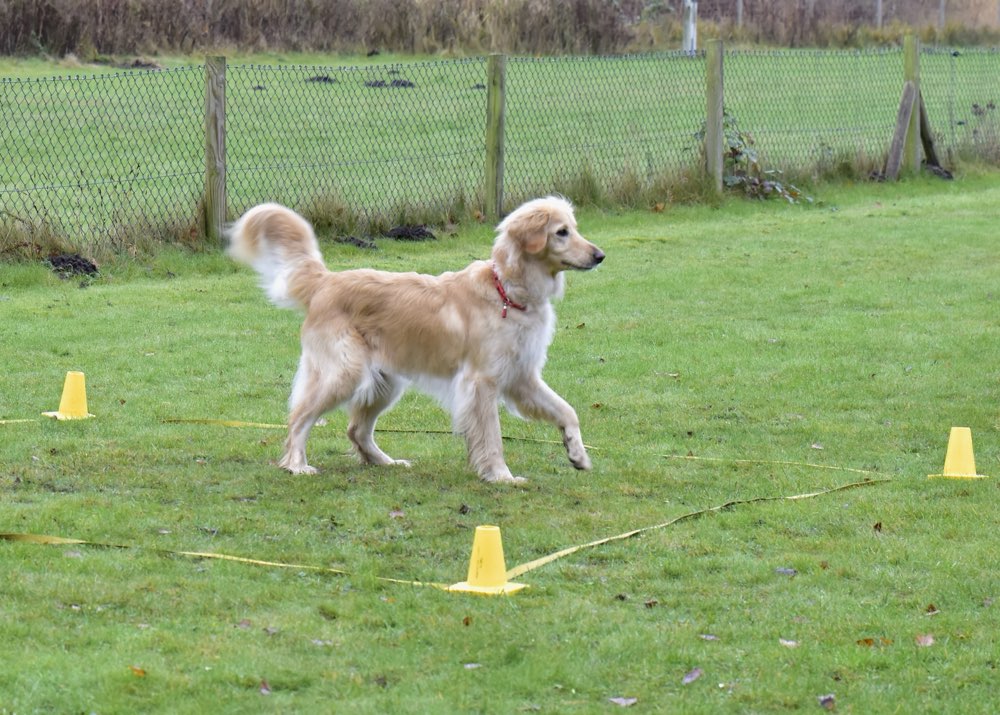 Hundetreffen-Obedience | Unterordnung-Profilbild