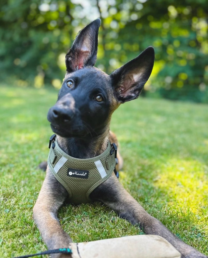 Hundetreffen-Welpentreff (Sonntags)-Profilbild