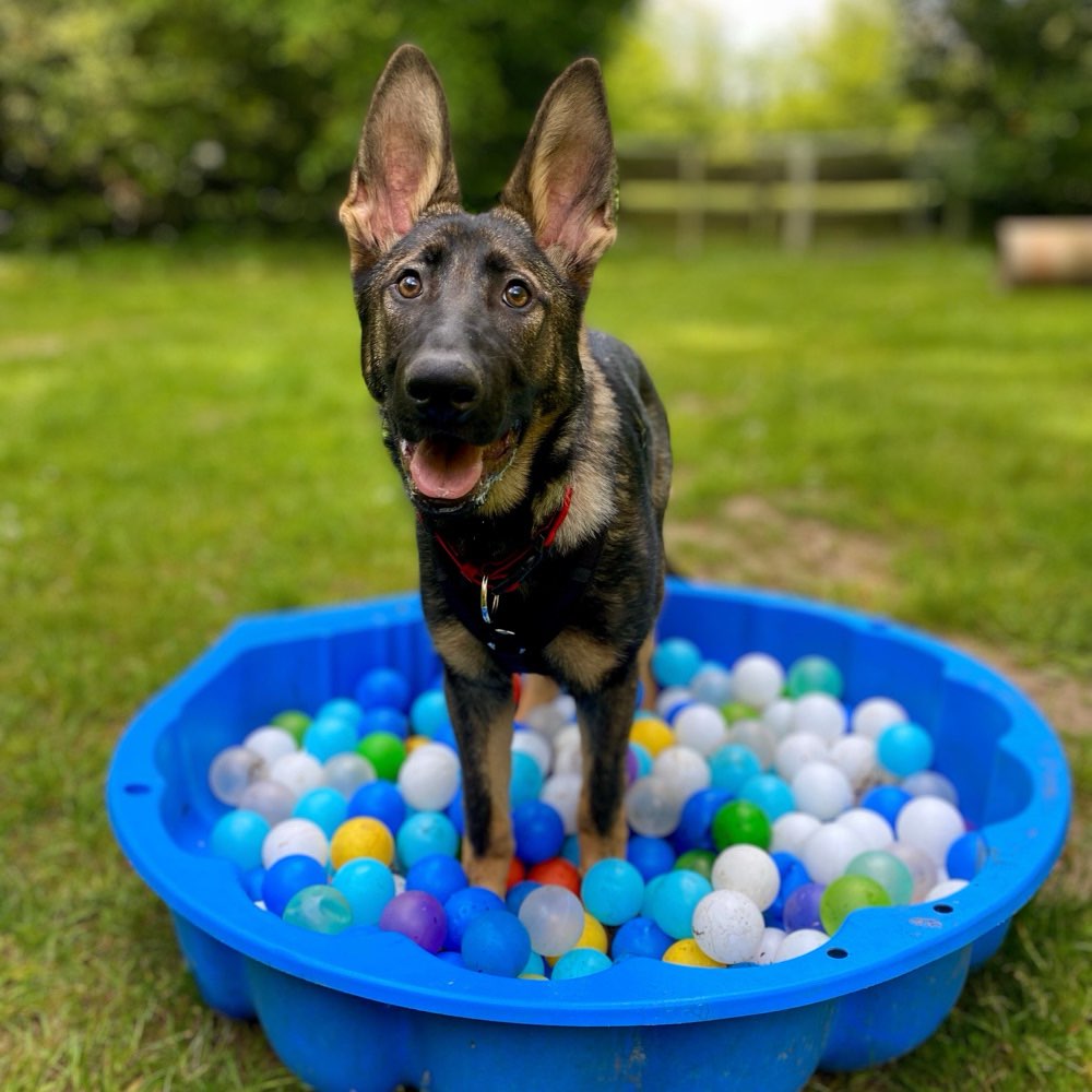 Hundetreffen-Junghundegruppe (Sonntags)-Profilbild