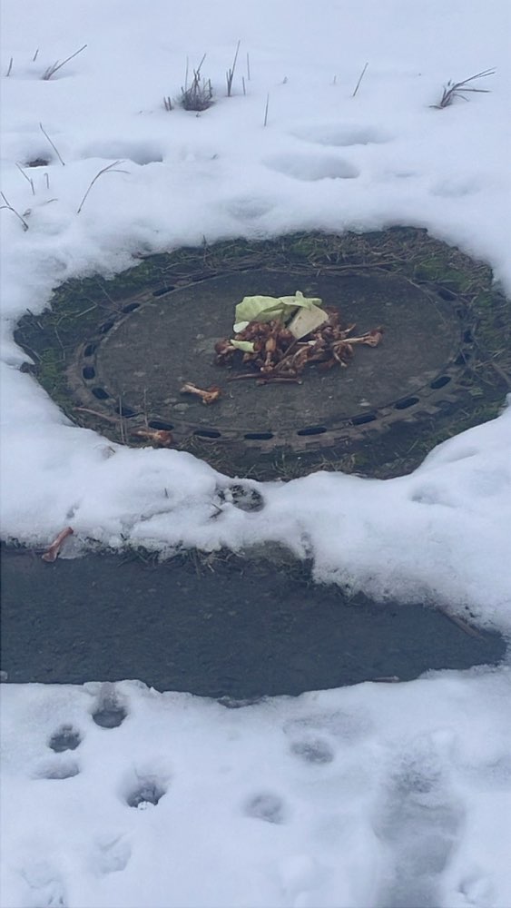 Giftköder-Giftköder! (Wurde entfernt)-Profilbild