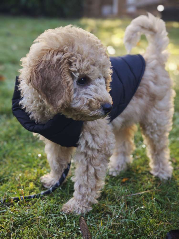 Hundetreffen-Welpen-/Junghundtreffen in Gütersloh-Profilbild