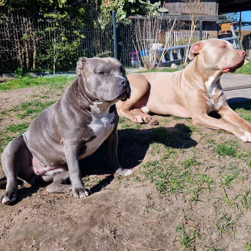 Hundetreffen-Bulletten kumpels gesucht-Profilbild