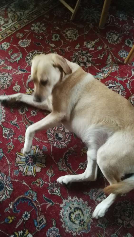 Hundetreffen-Wer läuft mit?-Profilbild