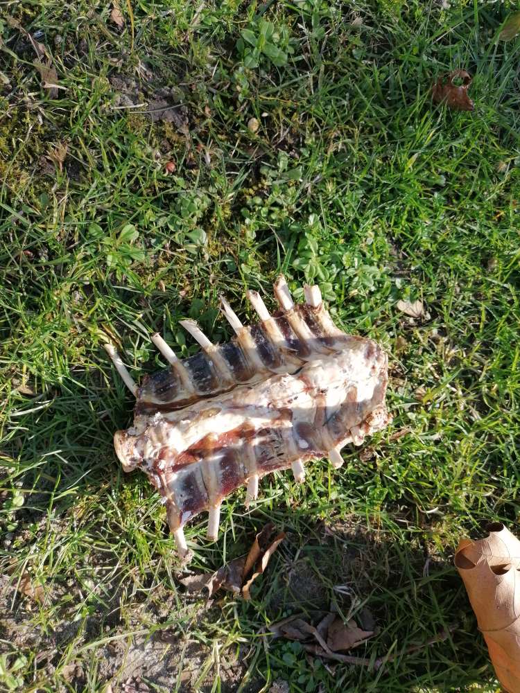 Giftköder-Rippen gefunden-Profilbild