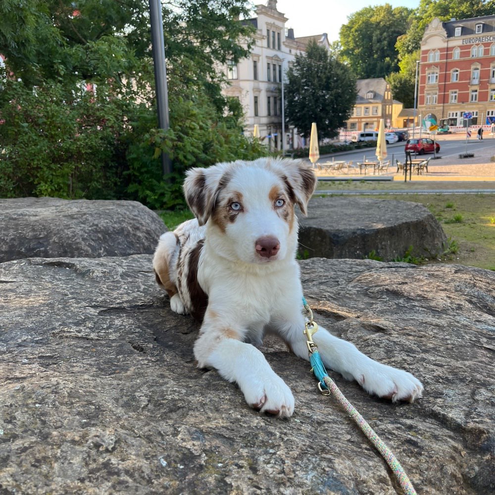 Hundetreffen-Suche souveränen Hund für eine Gassirunde-Profilbild