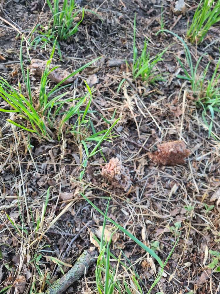 Giftköder-Hackfleisch entlang des Weges-Profilbild