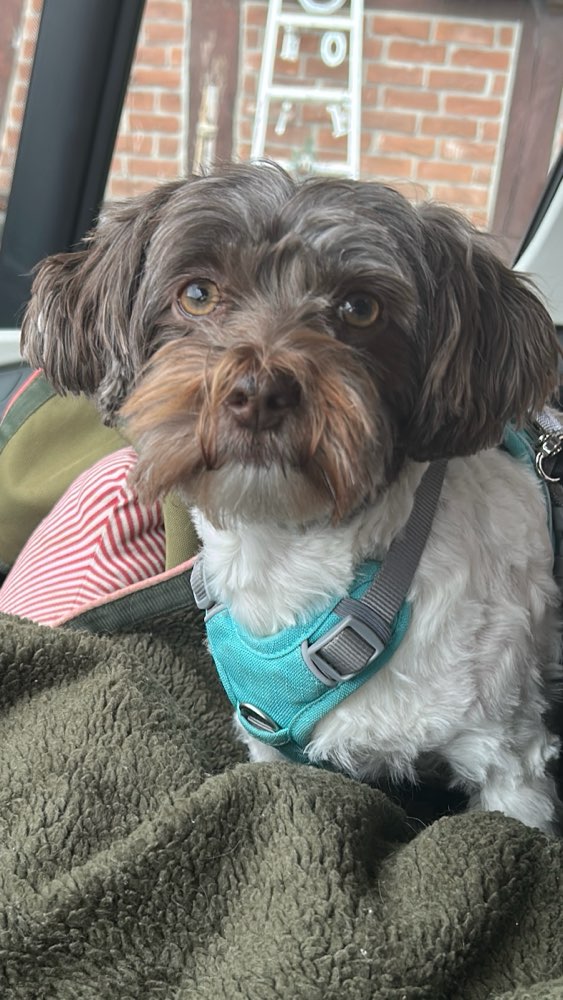 Hundetreffen-Laufen und spielen-Profilbild