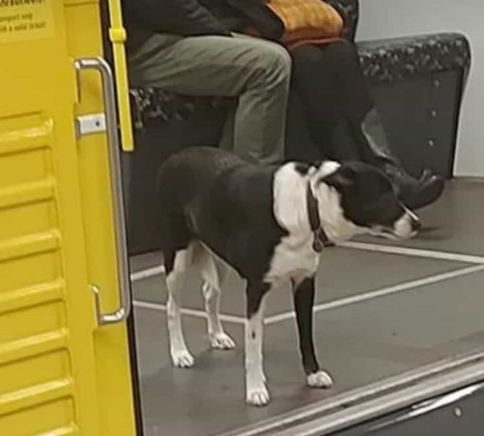 Suchmeldung-Mika-Profilbild