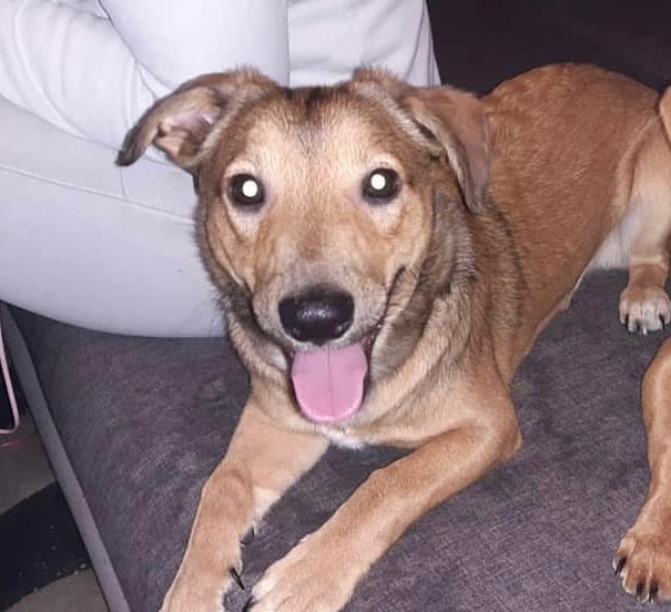 Suchmeldung-Gismo-Profilbild