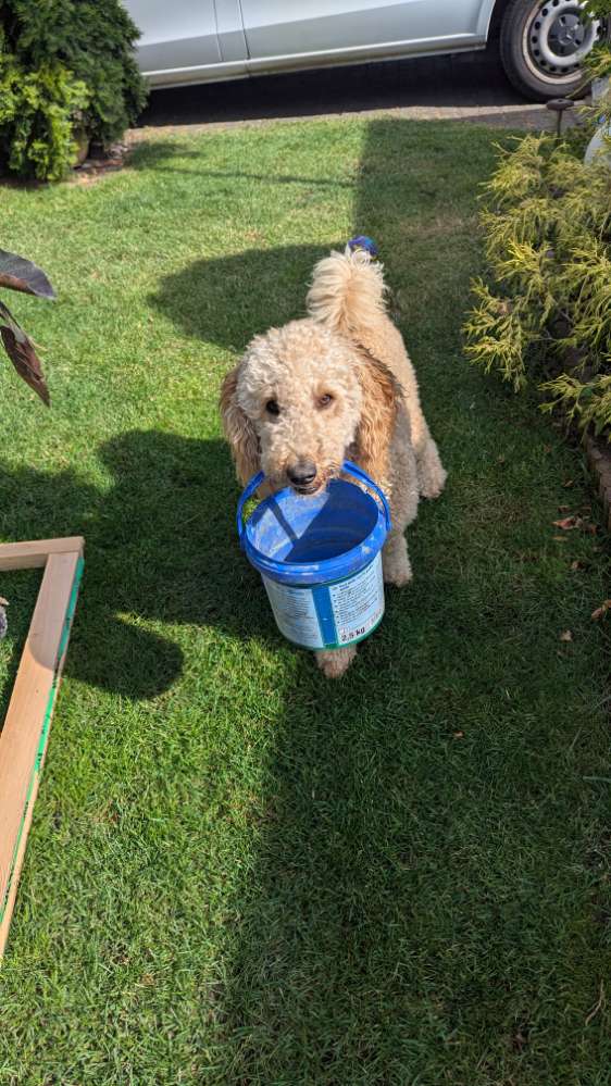 Hundetreffen-Spielrunde in Fredersdorf-Profilbild
