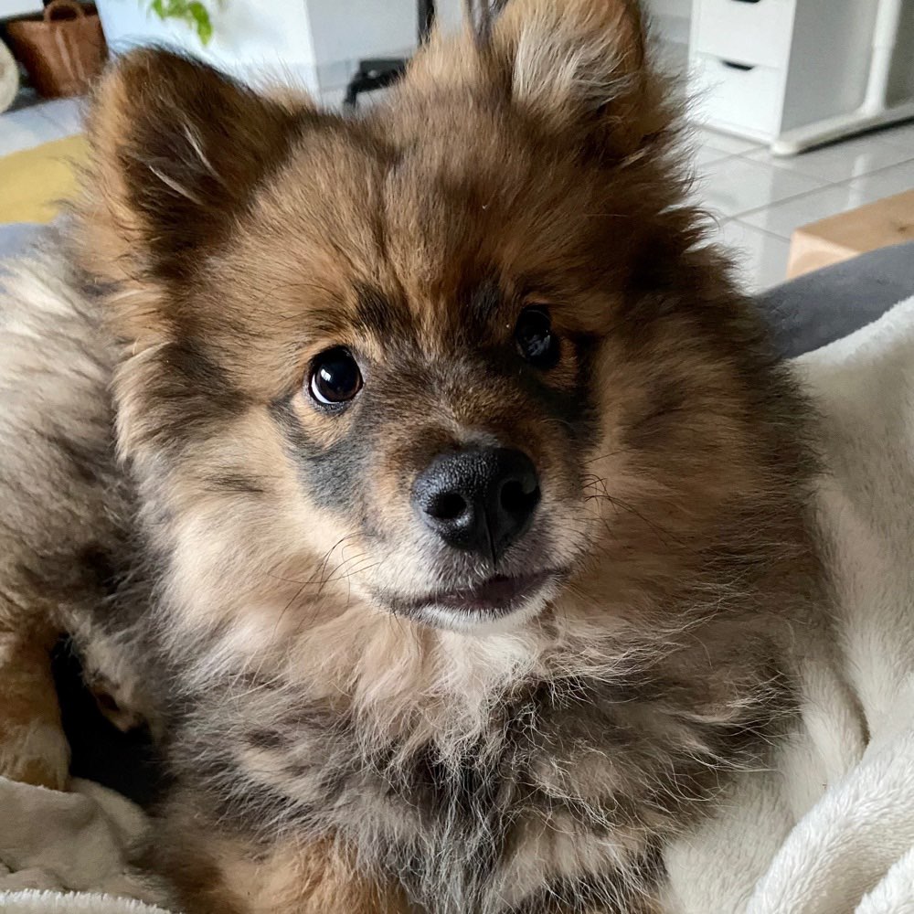 Hundetreffen-Suche Welpentreffen Baden-Baden und Umgebung-Profilbild