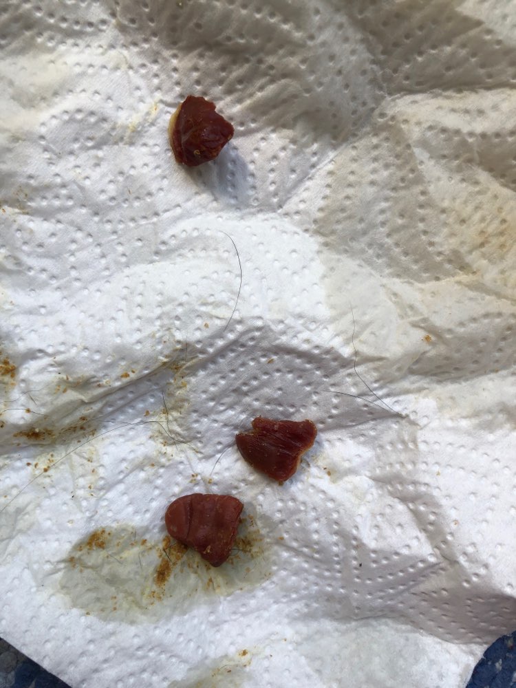 Giftköder-Fleischstücke auf Wiese-Profilbild