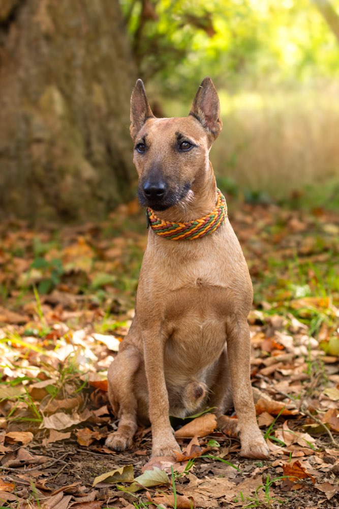 Hundetreffen-Trainingseinheiten-Profilbild