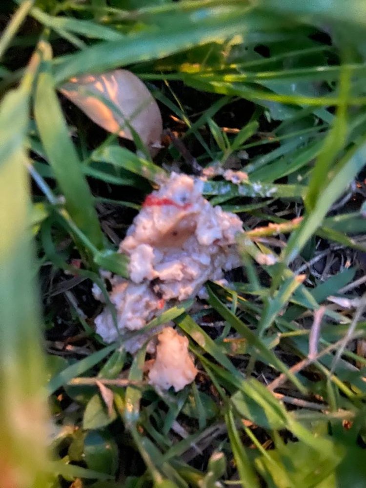 Giftköder-Giftköder Fleisch mit Schneckenkorn-Profilbild