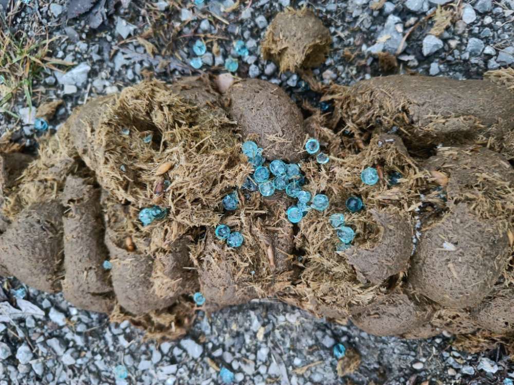 Giftköder-Blaue Kügelchen auf 2 Pferdeäpfeln-Profilbild