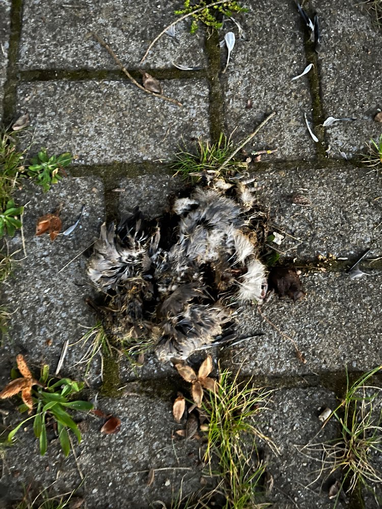 Giftköder-Tierkadaver-Profilbild