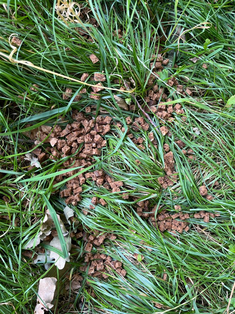 Giftköder-Vermutlicher Giftköder-Profilbild