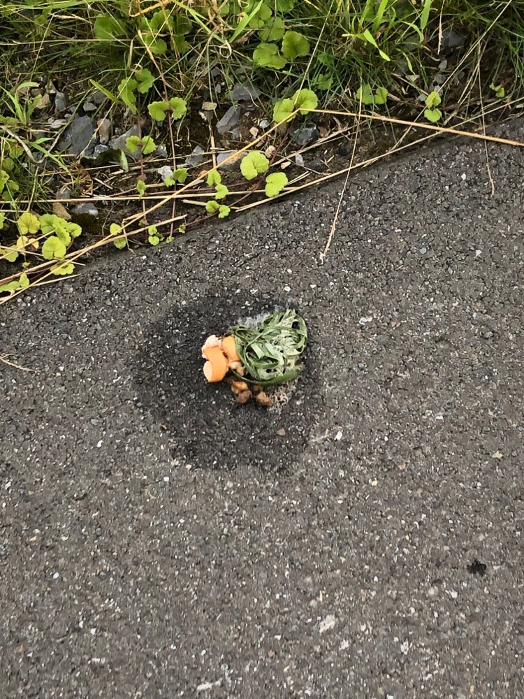 Giftköder-Giftköder?-Profilbild