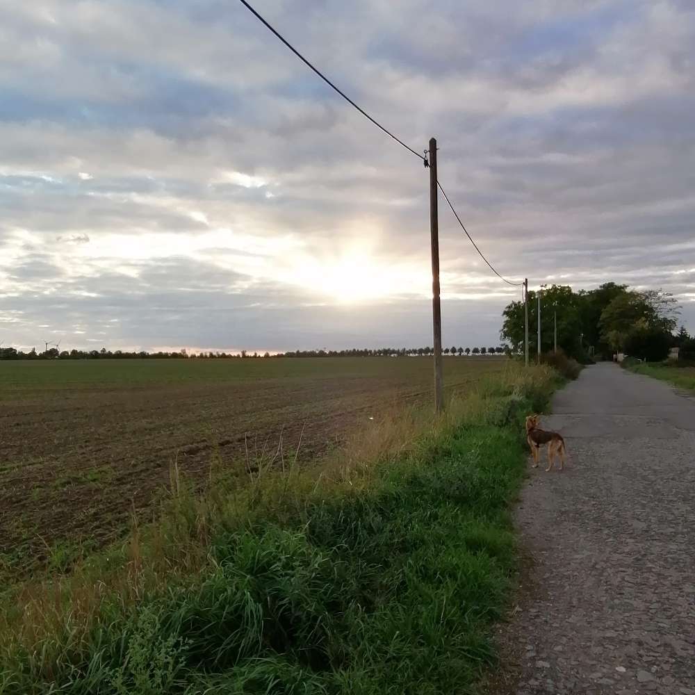 Hundetreffen-Knauthain Hunderunde-Profilbild