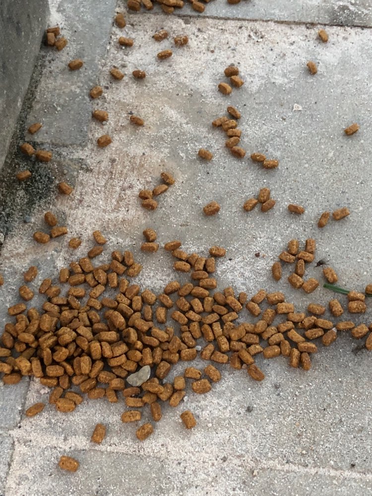 Giftköder-Möglicher Giftköder-Profilbild