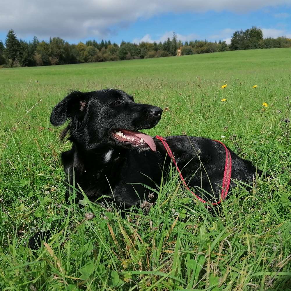 Hundetreffen-Gassi, spielen und Trainieren je nach Bedarf-Profilbild