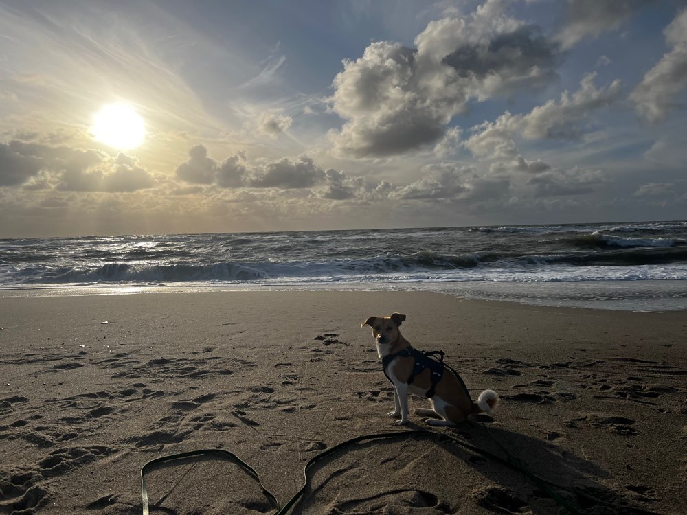 Hundetreffen-Trainingspartner/in & Social Walks-Profilbild