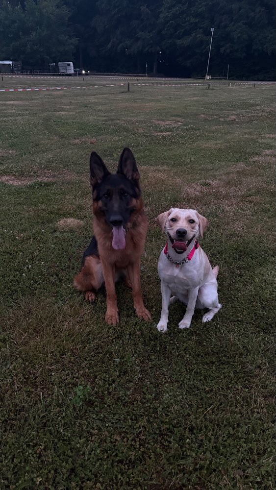 Hundetreffen-Social Walk/ WhatsApp Gruppe-Profilbild
