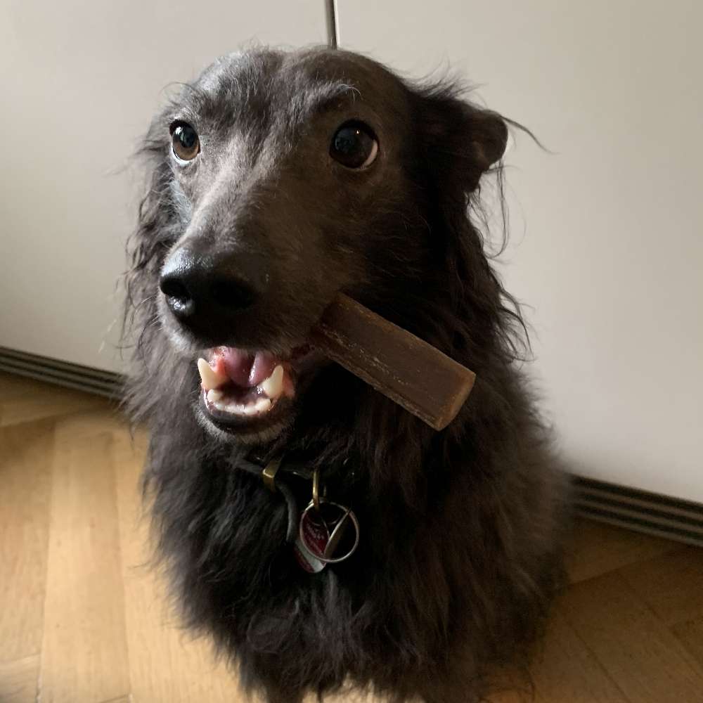 Hundetreffen-Gassi gehen zum Anfreunden-Profilbild