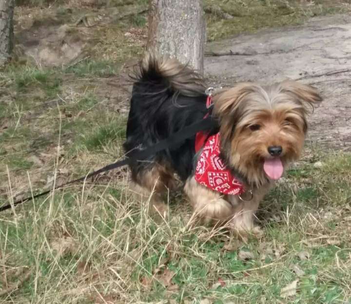 Hundetreffen-Sozial kontak-Profilbild