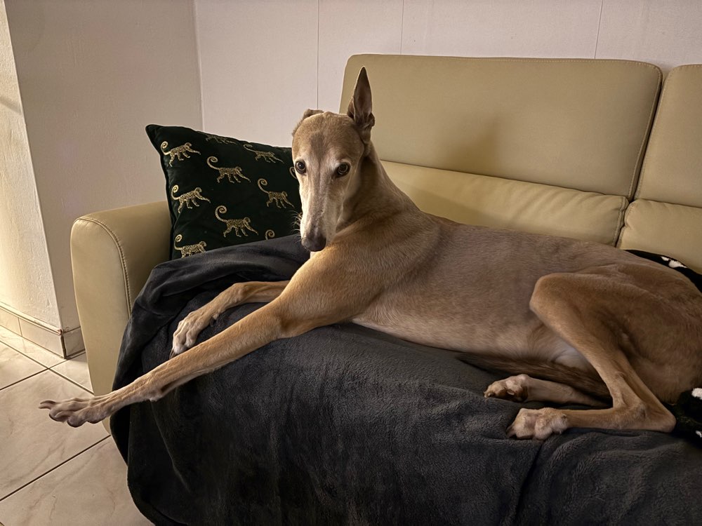 Hundetreffen-Gassi Partner gesucht-Profilbild