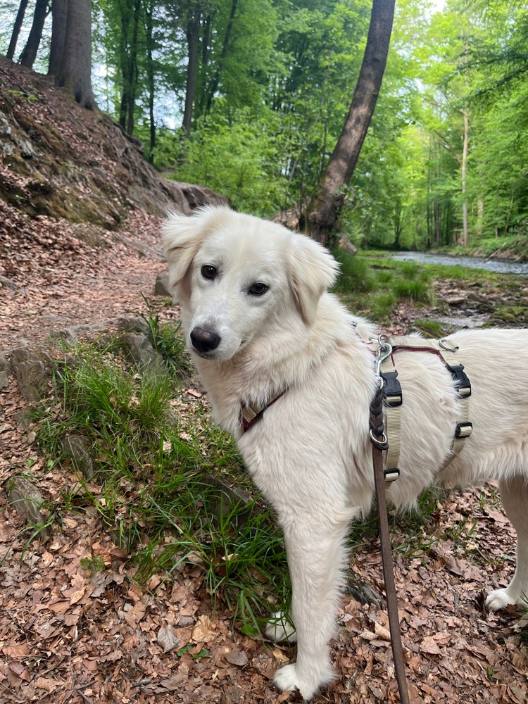 Hundetreffen-Gemeinsamer Spaziergang und Sozialkontakt-Profilbild