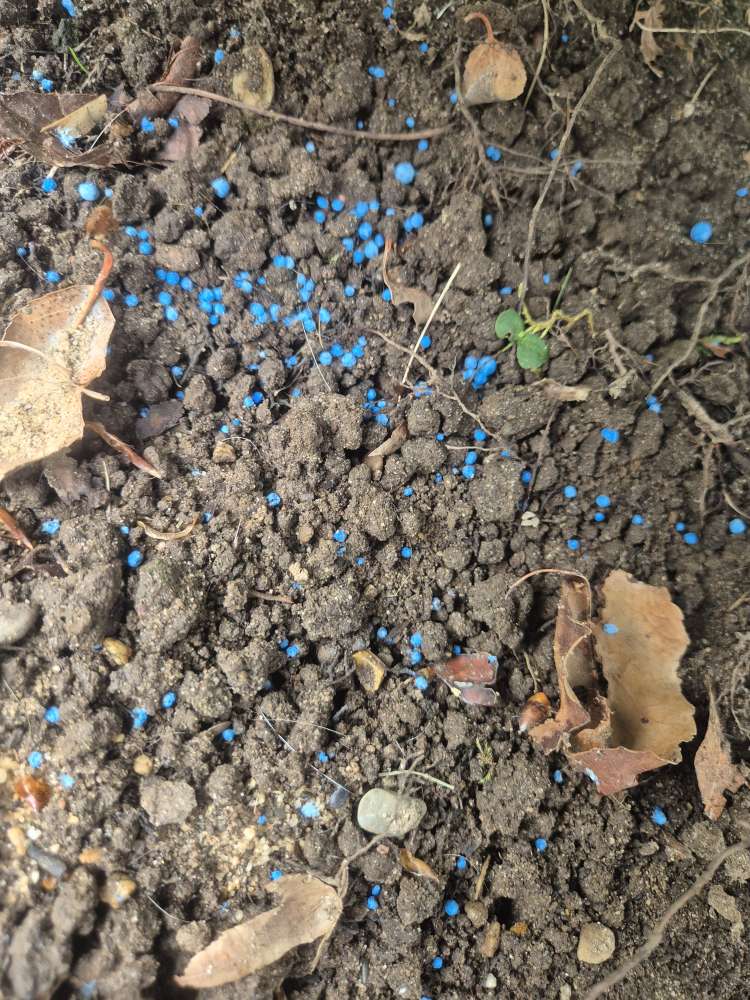 Giftköder-Blaue Körner-Profilbild