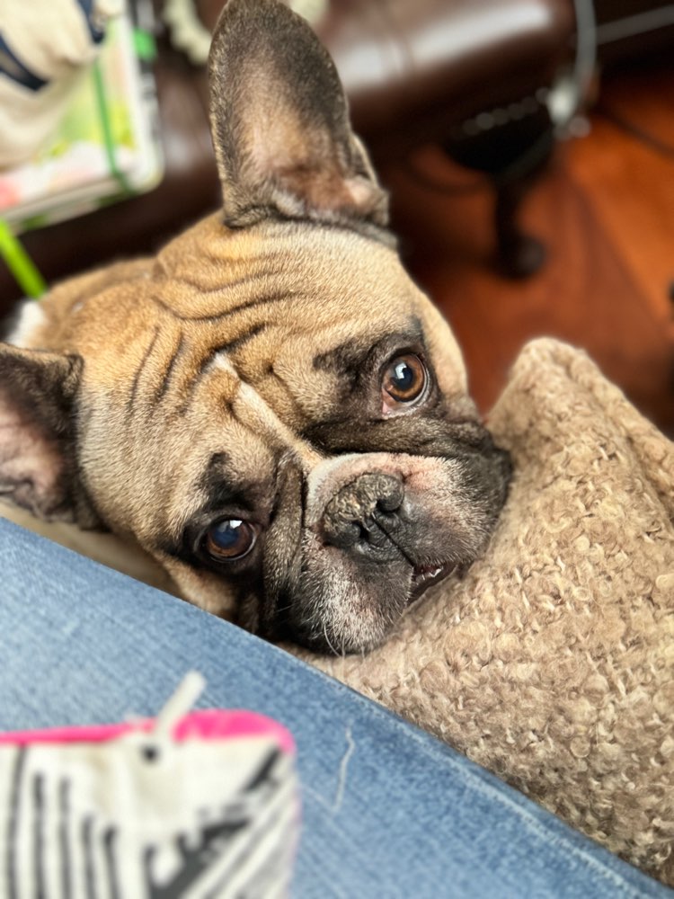 Hundetreffen-Frecher Frenchi ▼・ᴥ・▼ Bub sucht gerne gemeinsame GassiRunden & SpieleTreff シ-Profilbild