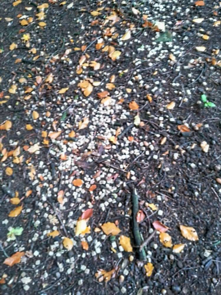 Giftköder-Evtl Giftköder-Profilbild