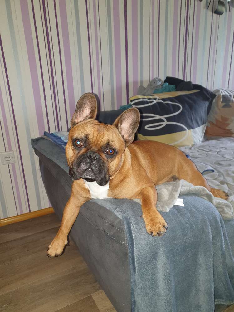 Hundetreffen-Spielen und toben mit Milo-Profilbild