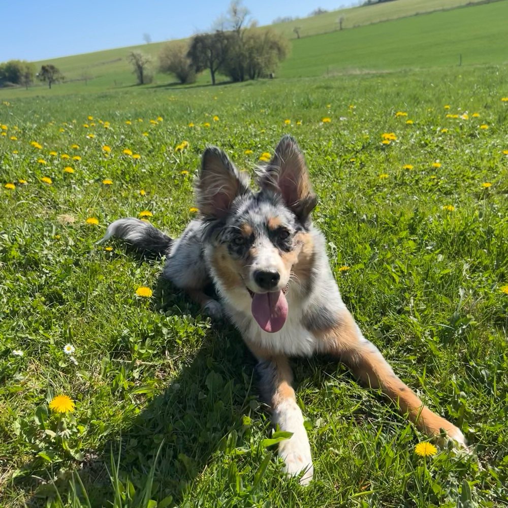 Hundetreffen-Treffen zum Spielen-Profilbild